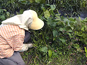高野やま里市