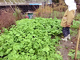 高野やま里市