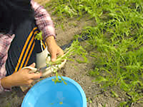 高野やま里市